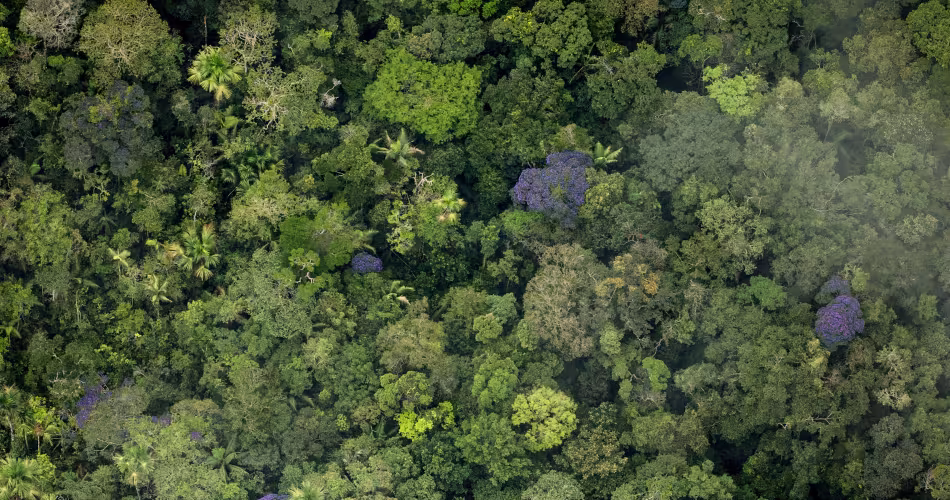 Forêt vierge dans le sud-est du Parc national naturel de la Serranía de Chiribiquete, Colombie