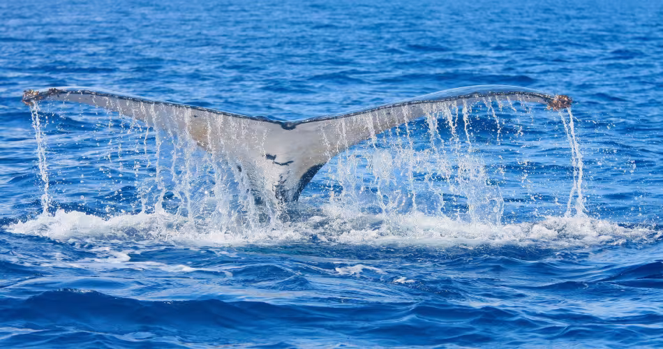 Nageoire d'une baleine à bosse (Megaptera novaeangliae) en Nouvelle-Calédonie
