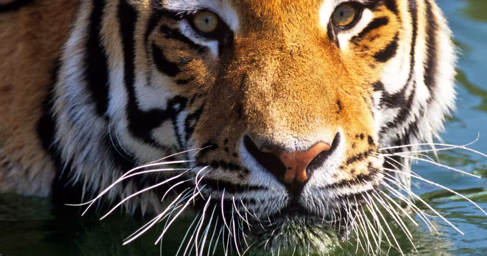 Tigre de Sibérie (Panthera tigris altaica)