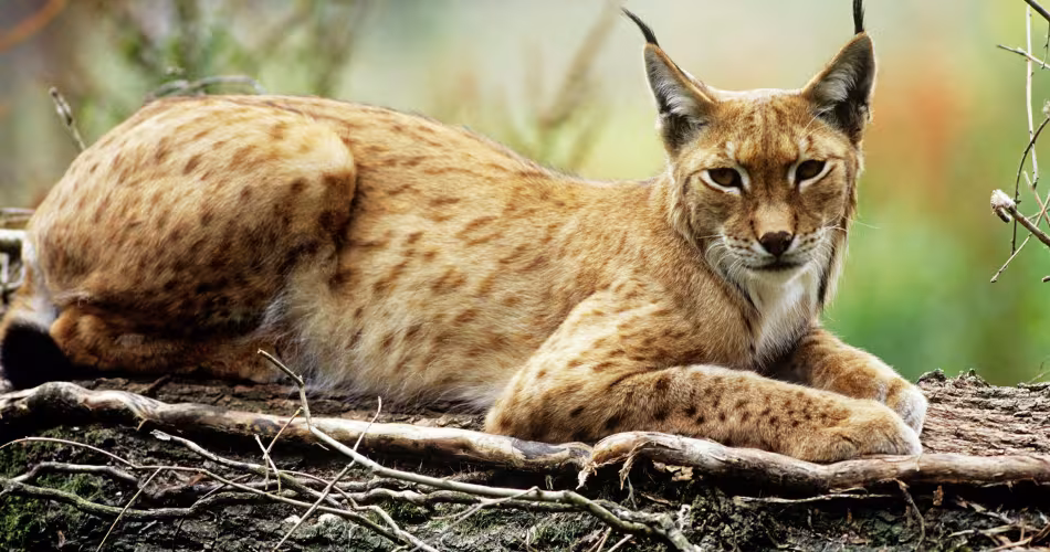 Lynx (Felis lynx)