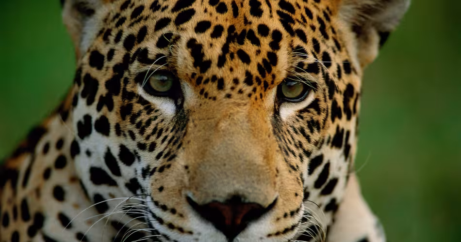 jaguar dans la région du Pantanal au Brésil