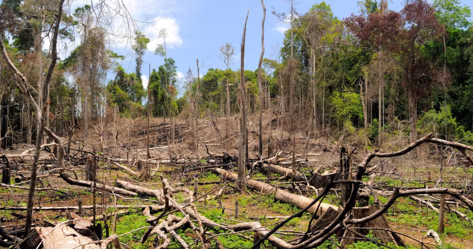 Forêt détruite dans la province de Riau, Sumatra (Indonésie)