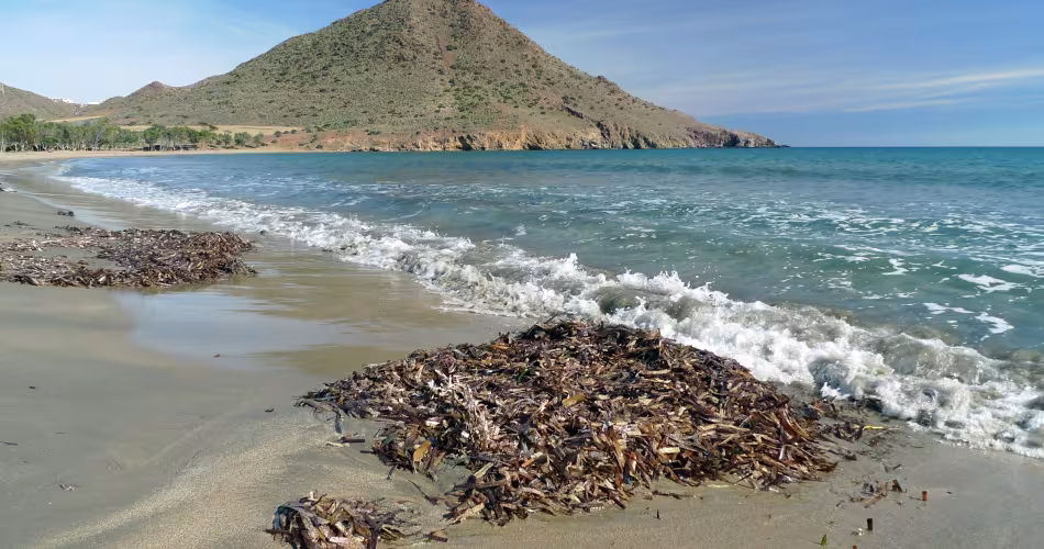 Tas de posidonie échoué sur une plage en Espagne