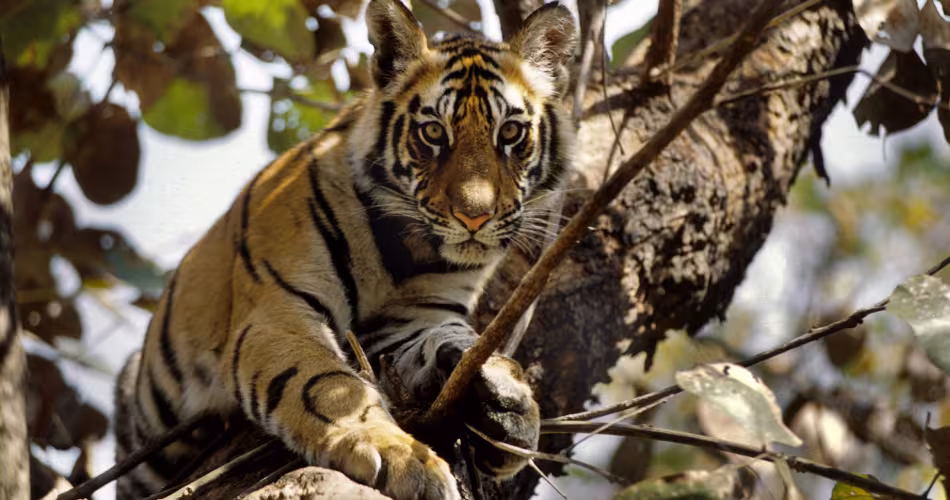 Tigre dans les arbres