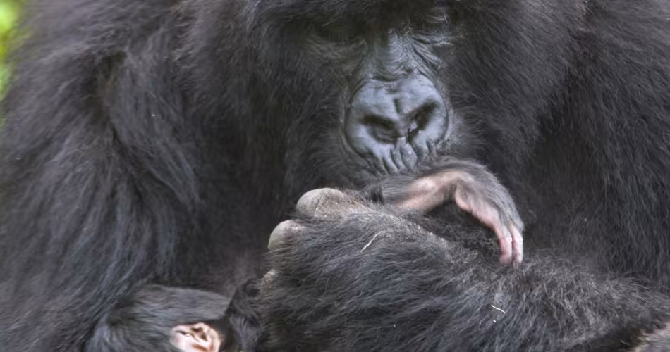 Mère gorille de montagne (Gorilla beringei beringei) avec son petit âgé d'une semaine