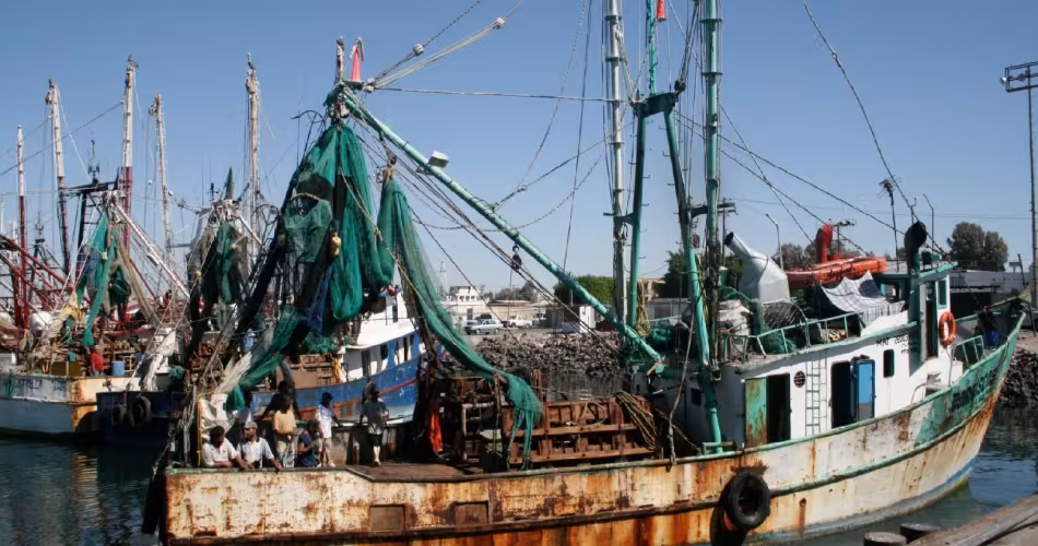 Le dispositif Turtle Excluder Device (TED) est obligatoire dans la partie supérieure des filets de pêche des bateaux de pêche à la crevette