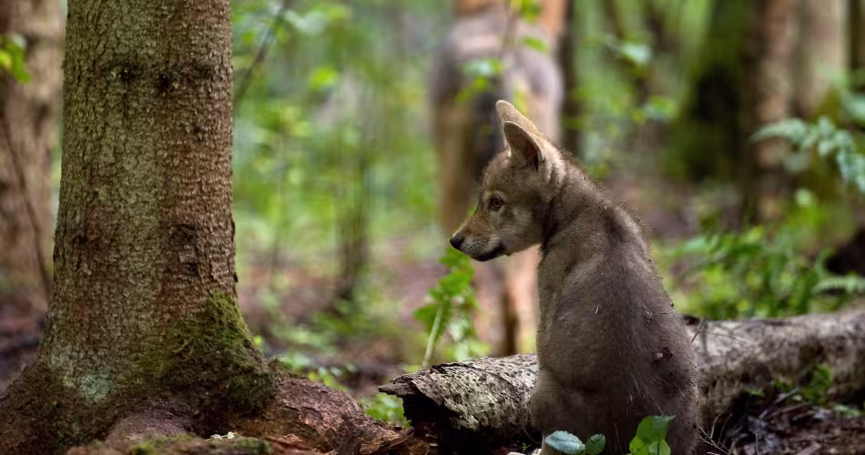 Petit loup assis dans la forêt en Russie