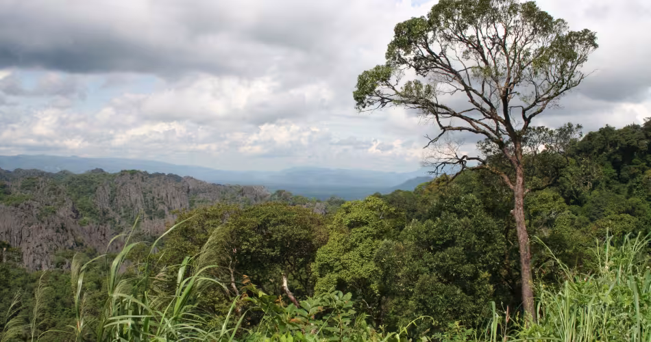 Paysage forestier (Laos)