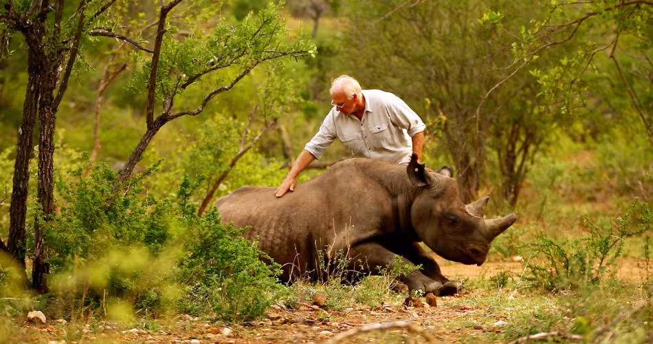Réveil d'un rhinocéros noir dans son nouvel habitat auprès du Dr Flamand, directeur du projet