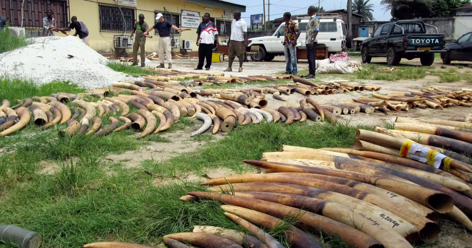 Défense d’éléphants braconnés interceptées par les patrouilleurs anti-braconnage au Gabon