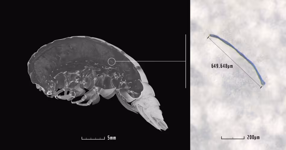 Eurythenes Plasticus - micro scan