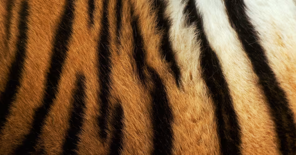 Pelage d'un tigre de Sibérie