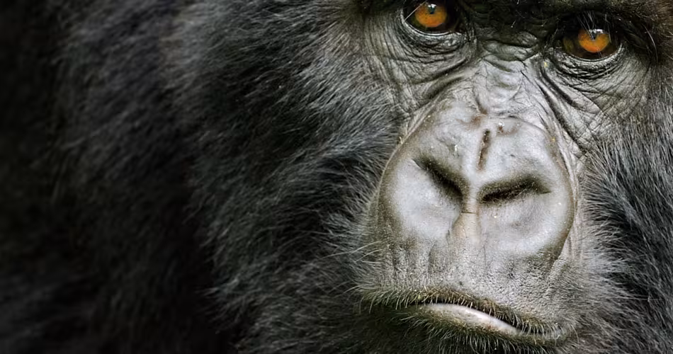Portrait d'une femelle gorille des montagnes (Gorilla beringei beringei), montagnes des Virunga (Rwanda)