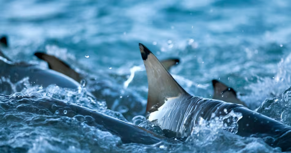 Ailerons de requins de recif à pointes noires (Carcharhinus melanopterus), Seychelles, Océan Indien
