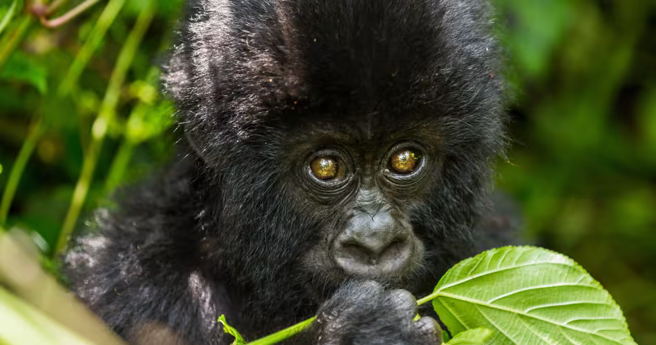 Jeune gorille des montagnes (Gorilla beringei beringei), République démocratique du Congo