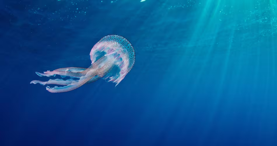 Méduse (Pelagia noctiluca) dans l'aire marine protégée de Portofino en Méditerranée 