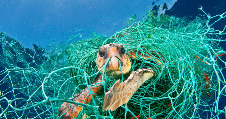 Tortue caouanne (Caretta caretta) prise dans un filet, Mer Méditerranée