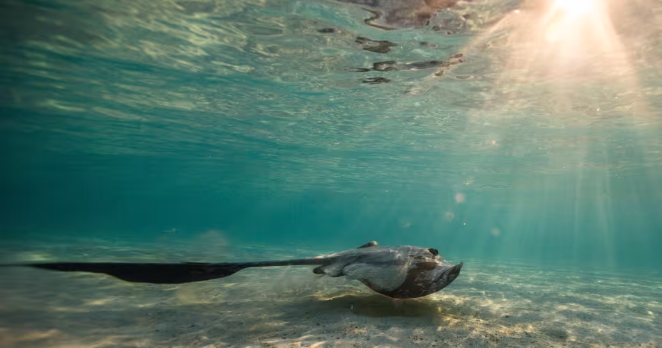 Raie au large de Heron Island en Australie