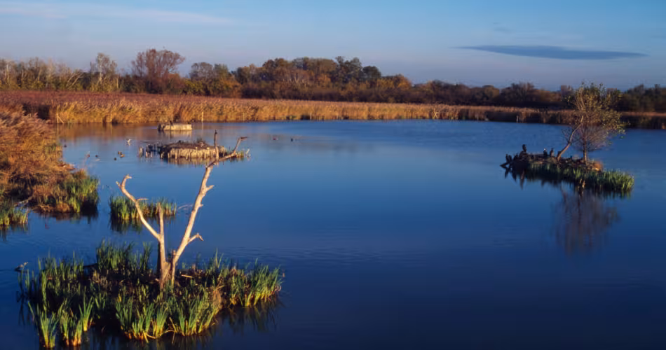 Marais du Parc naturel régional de Camargue