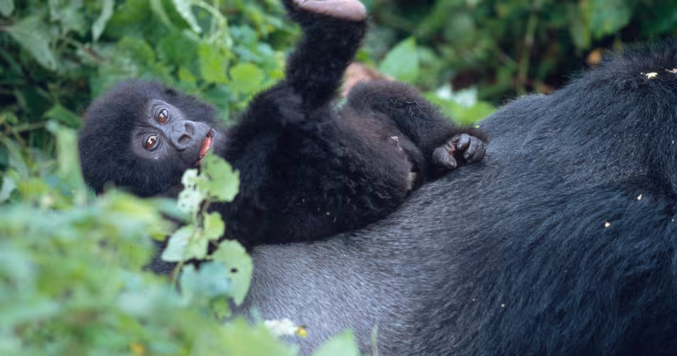 Jeune gorille des montagnes sur le dos de sa mère 