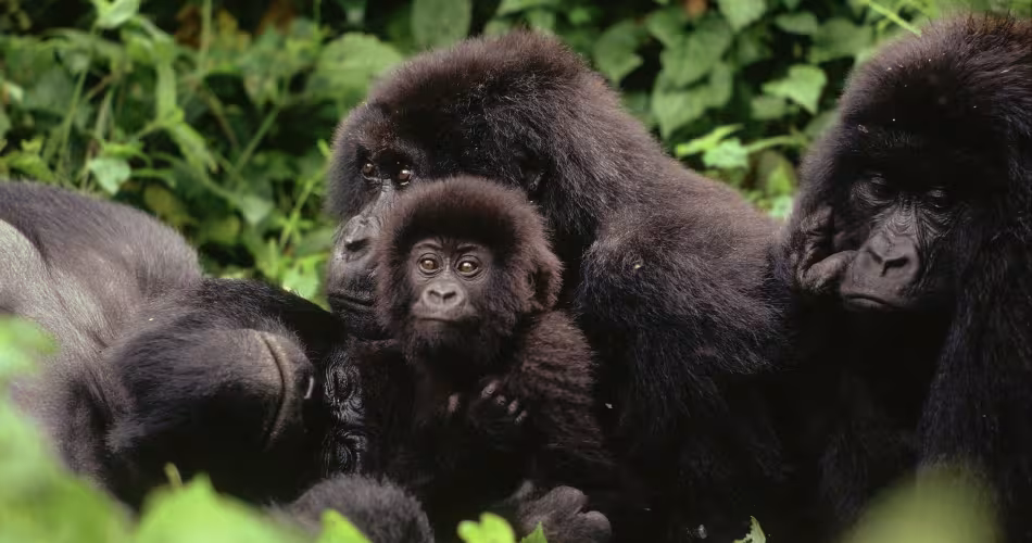 Famille de gorilles des montagnes dans le parc national de Virunga (République Démocratique du Congo)