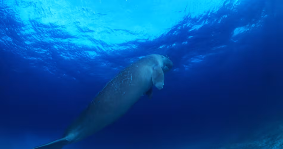 Dugong nageant dans l'océan Pacifique