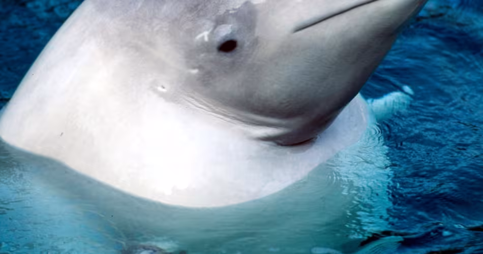 Un beluga nage dans l'océan Pacifique