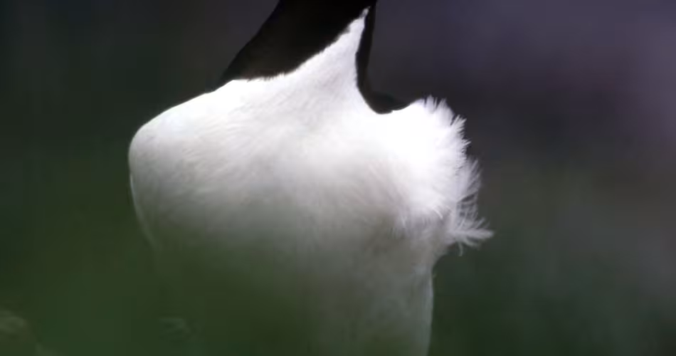 Un murre à bec épais (oiseau marin) sur les falaises de l'île St Paul en Alaska