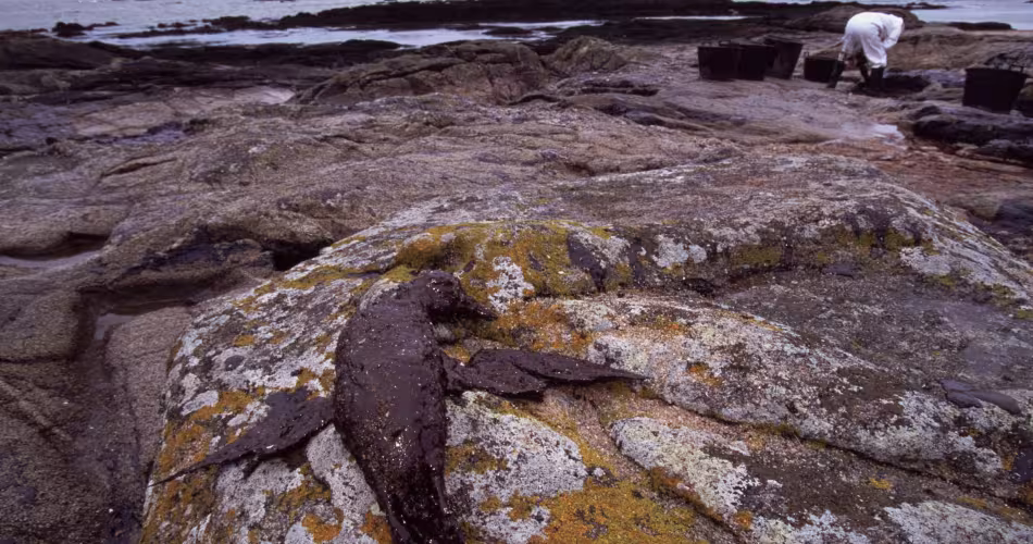 Un oiseau mazouté  sur un rocher suite au naufrage de l'Erika.