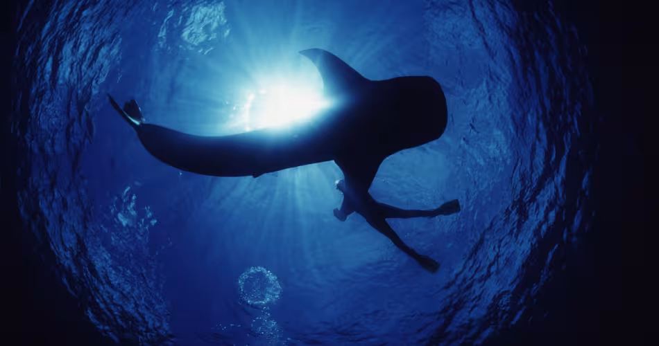 Requin baleine en compagnie d'un plongeur dans l'océan Pacifique