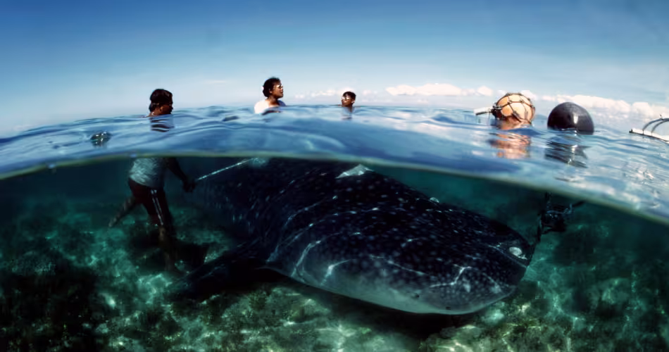Requin baleine  (Rhincodon typus) au Philippines 