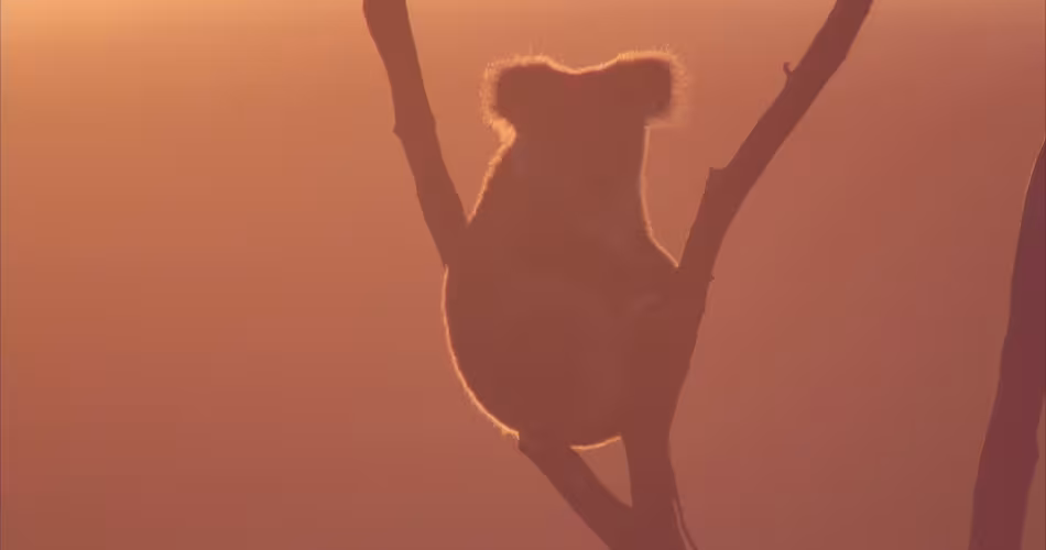 Silhouette d'un koala (Phascolarctos cinereus) sur une branche d'arbre
