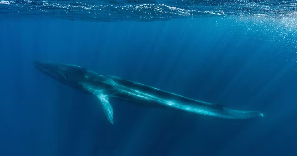 Fluker, un rorqual commun (Balaenoptera physalus) dont la nageoire caudale a été amputée, extrêmement maigre