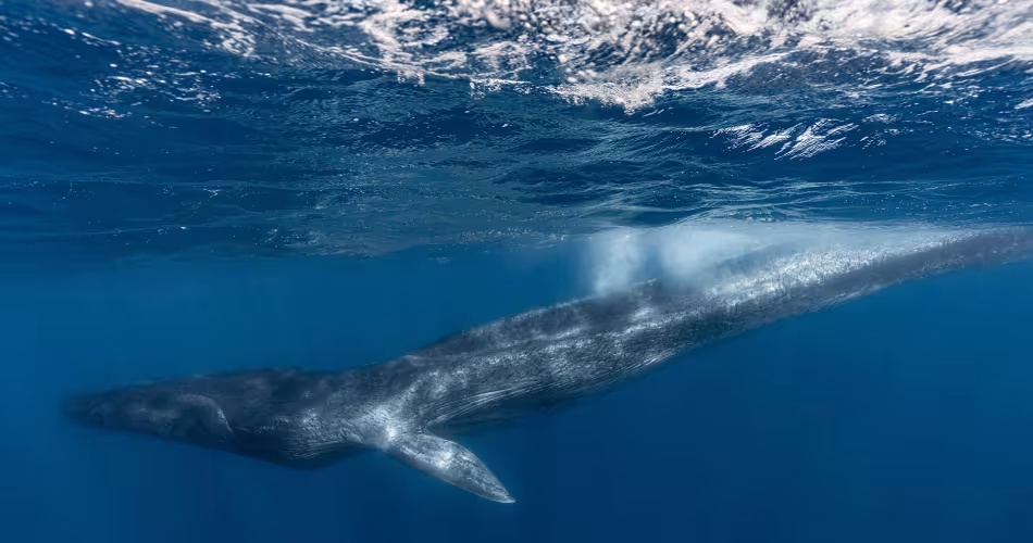Fluker, un rorqual commun (Balaenoptera physalus) dont la nageoire caudale a été amputée, extrêmement maigre