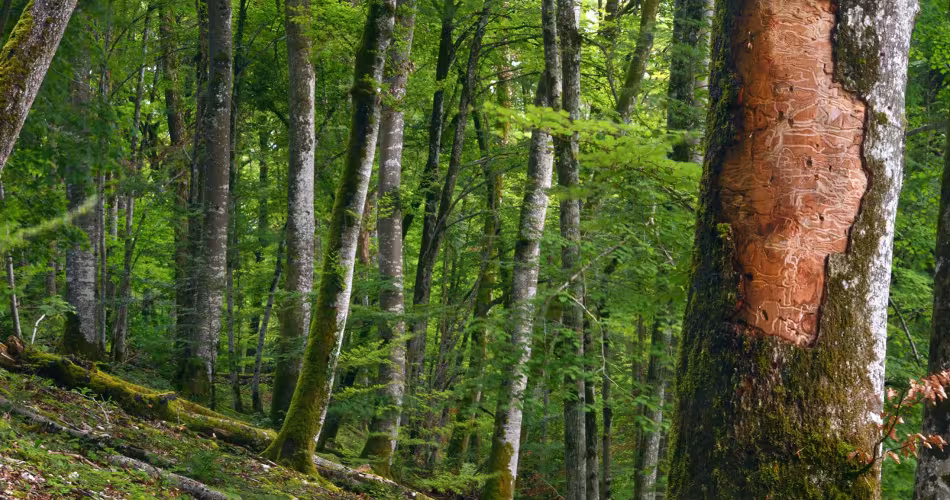 Foret SIGFRA - Bois des Ronces - arbre dont lecorce laisse apparaitre des reliefs sur le tronc