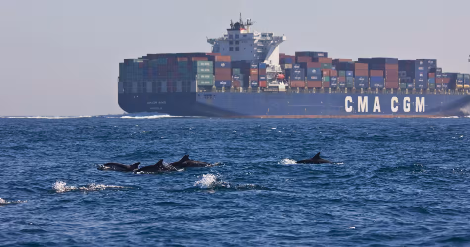 Dauphins bleus et blancs au large de l'Espagne