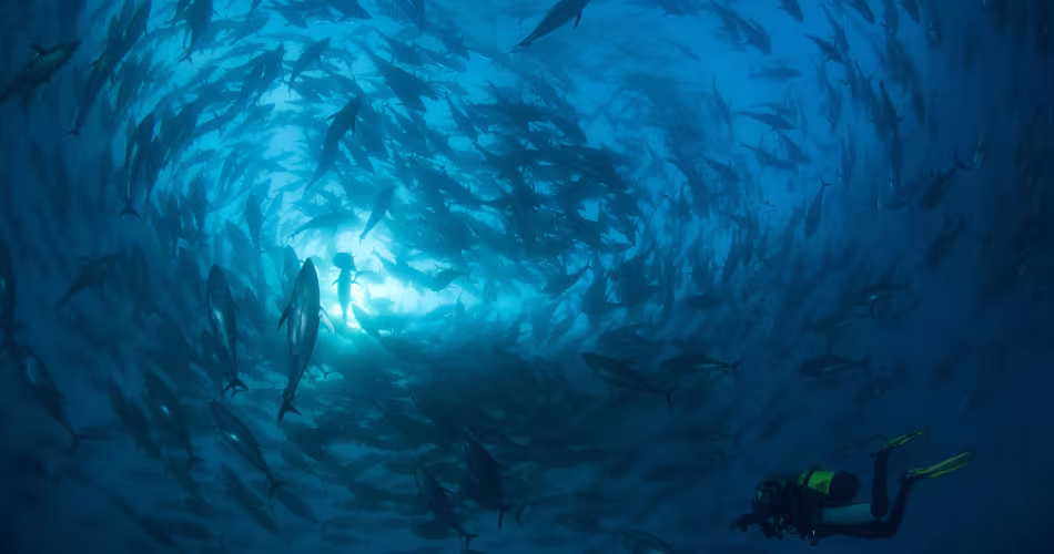 Thon rouge de Méditerranée  (Thunnus thynnus). Murcia, Espagne