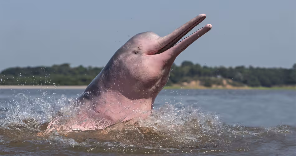 Dauphin de l'Amazone (Inia geoffrensis) sautant hors de l'eau Brésil
