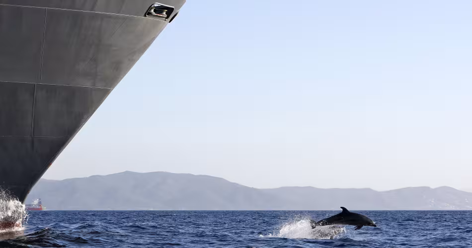 Dauphin chassé par un cargo, Détroit de Gibraltar