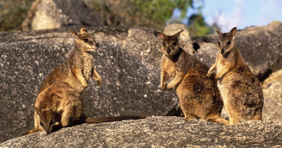 Famille de wallabies des rochers