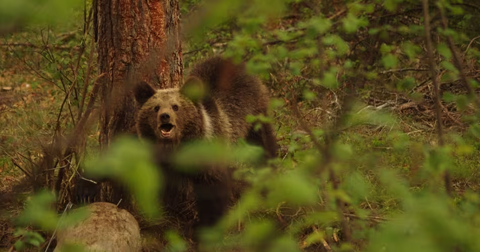 Ours brun caché entre les arbres dans le Parc national de Pirin 