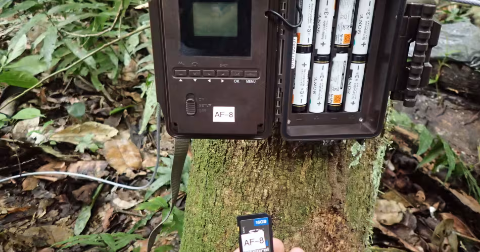 Un piège photographique accroché sur un arbre dans la réserve de Chico Mendes (Brésil)