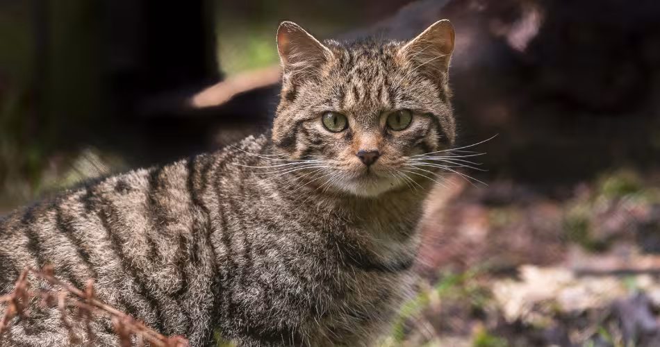 Chat-sauvage-WWF