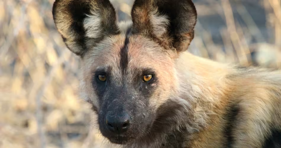 Chien sauvage d'Afrique (Lycaon pictus), Delta de l'Okavango. Botswana