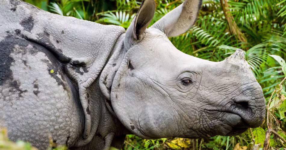 Rhinocéros unicorne dans le parc national de Kaziranga (Inde)