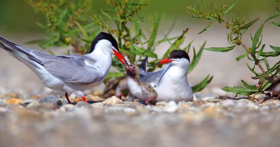 Sterne Pierregarin dans la réserve de biosphère Mur-Drave-Danube, premier site européen de l’UNESCO