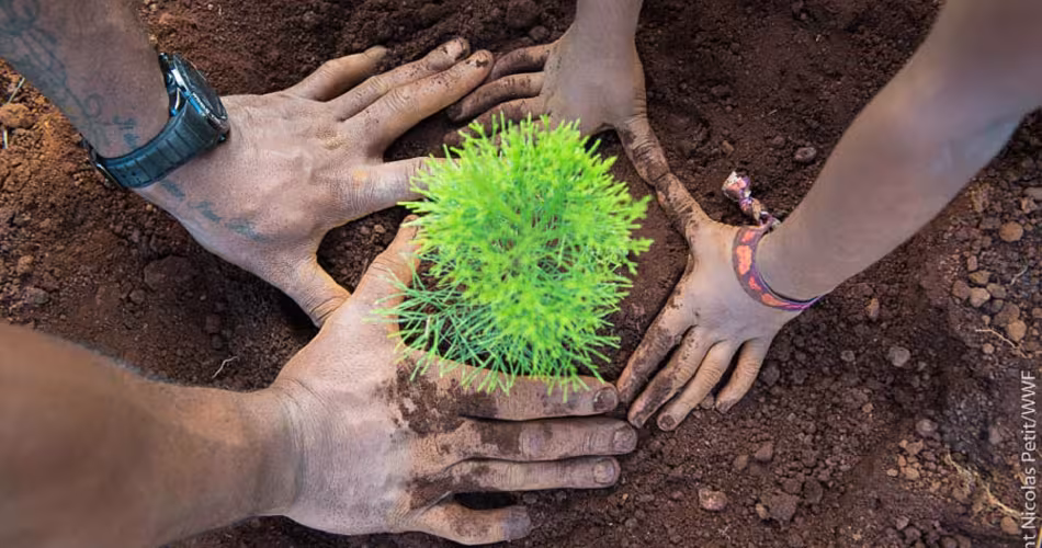 Plantation de nouveaux arbres pour les forêts de Nouvelle-Calédonie