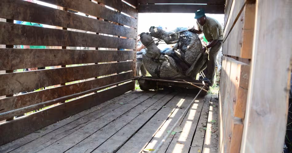 Chargement d'un rhinocéros endormi au Népal pour son déplacement 