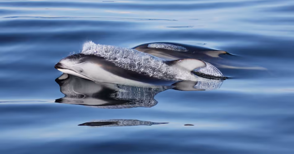Dauphin à flancs blancs du Pacifique (Lagenorhynchus obliquidens)