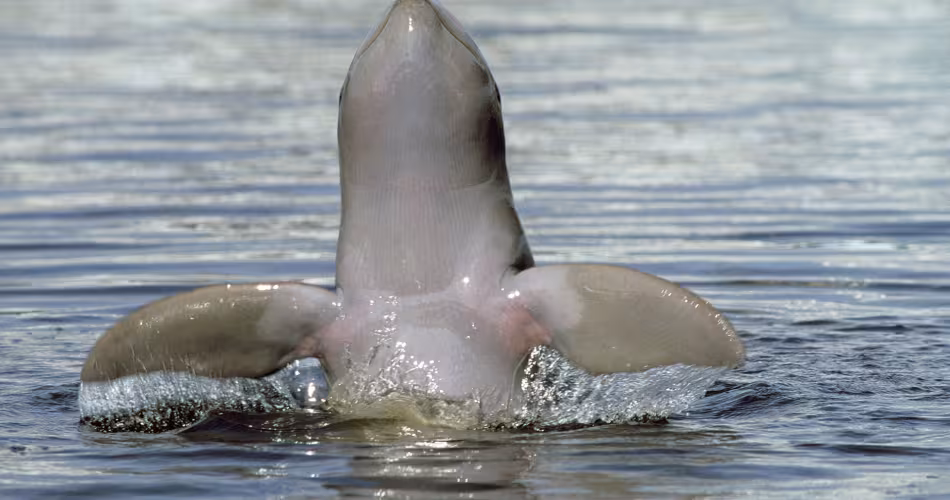 Un dauphin d'Irrawaddy (Orcaella brevirostris) sort de l'eau. 